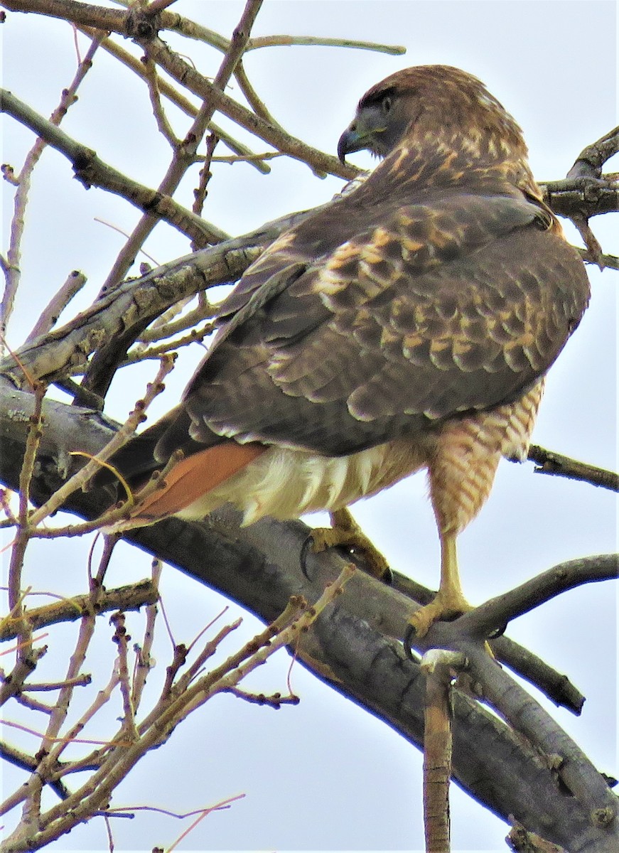 Red-tailed Hawk - ML501710551