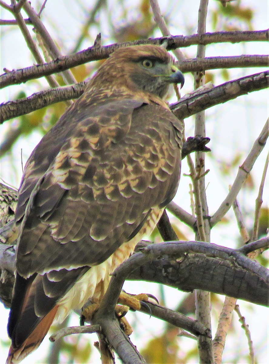 Red-tailed Hawk - ML501710561