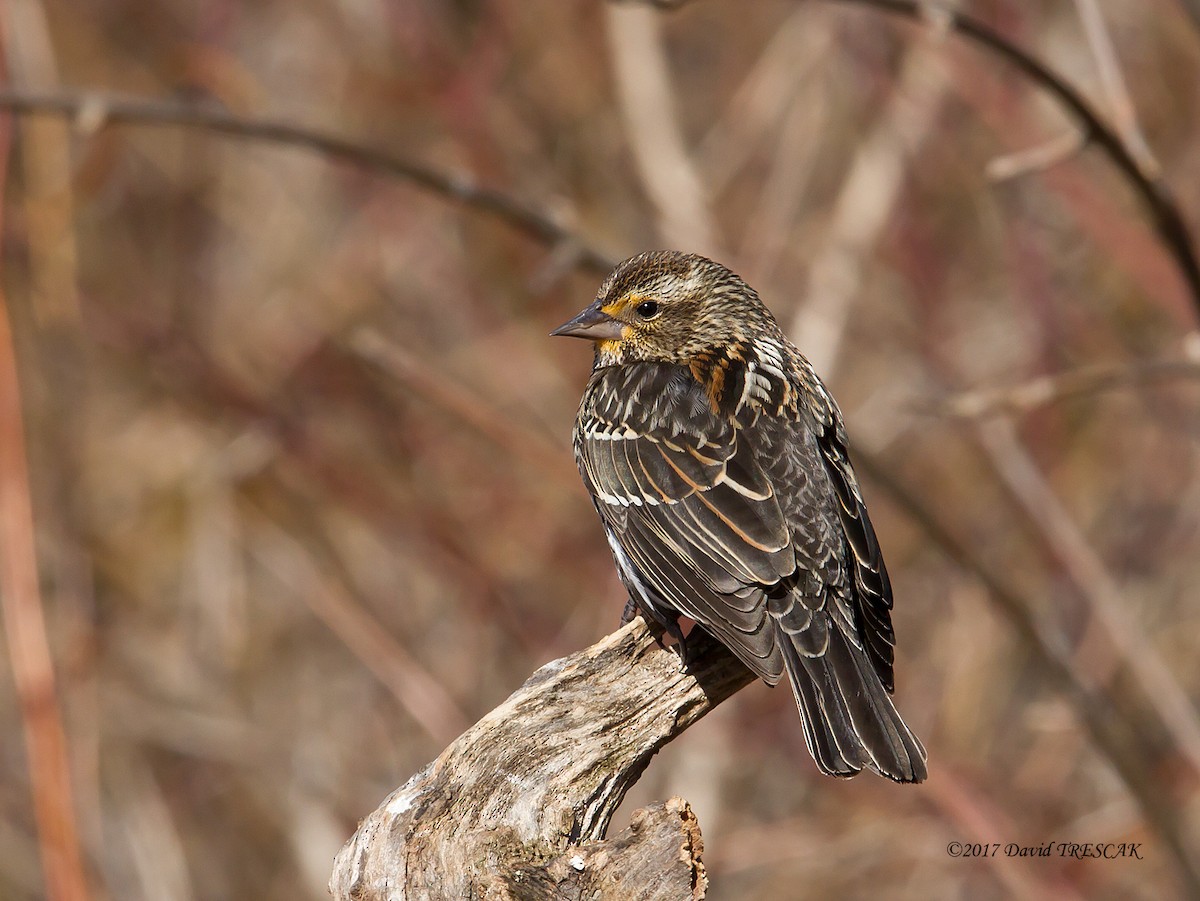 Red-winged Blackbird - David Trescak