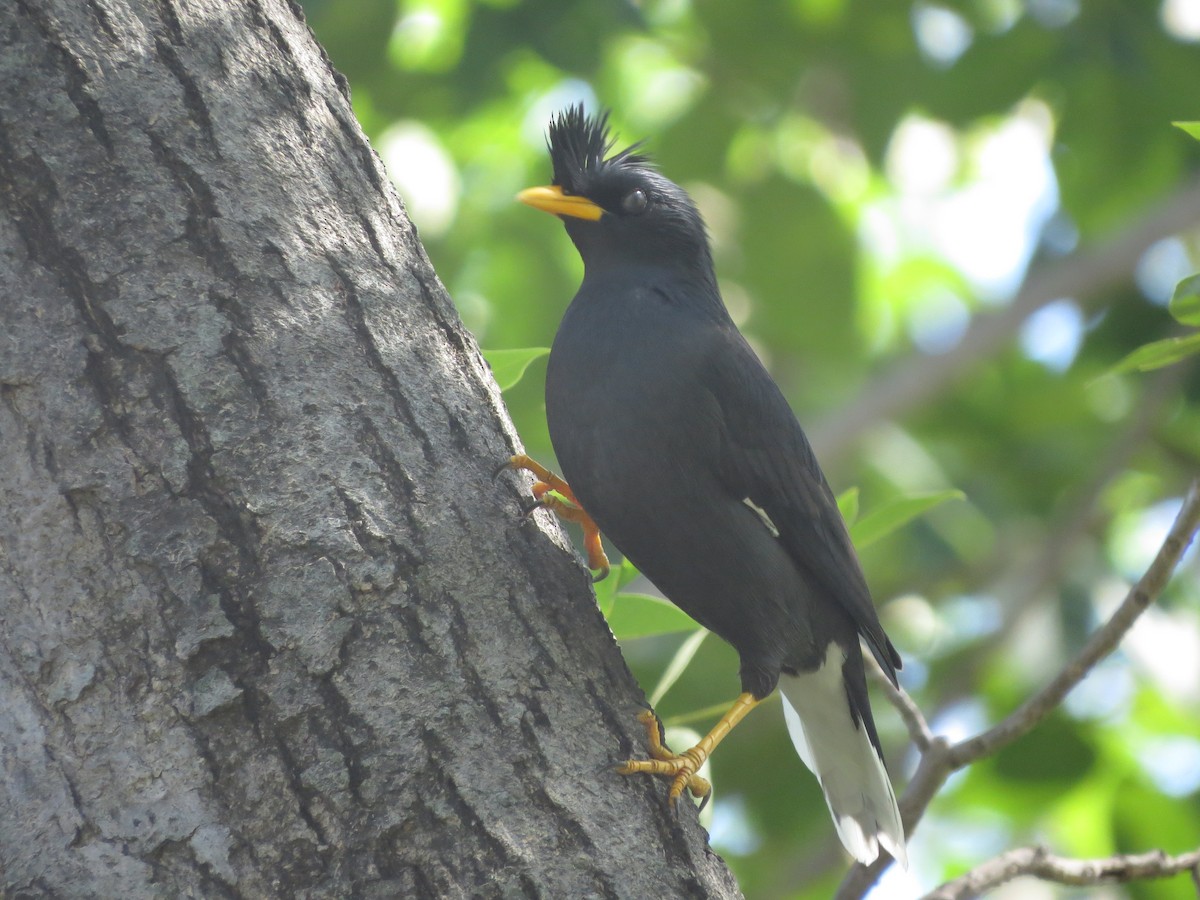 Great Myna - Sze On Ng (Aaron)