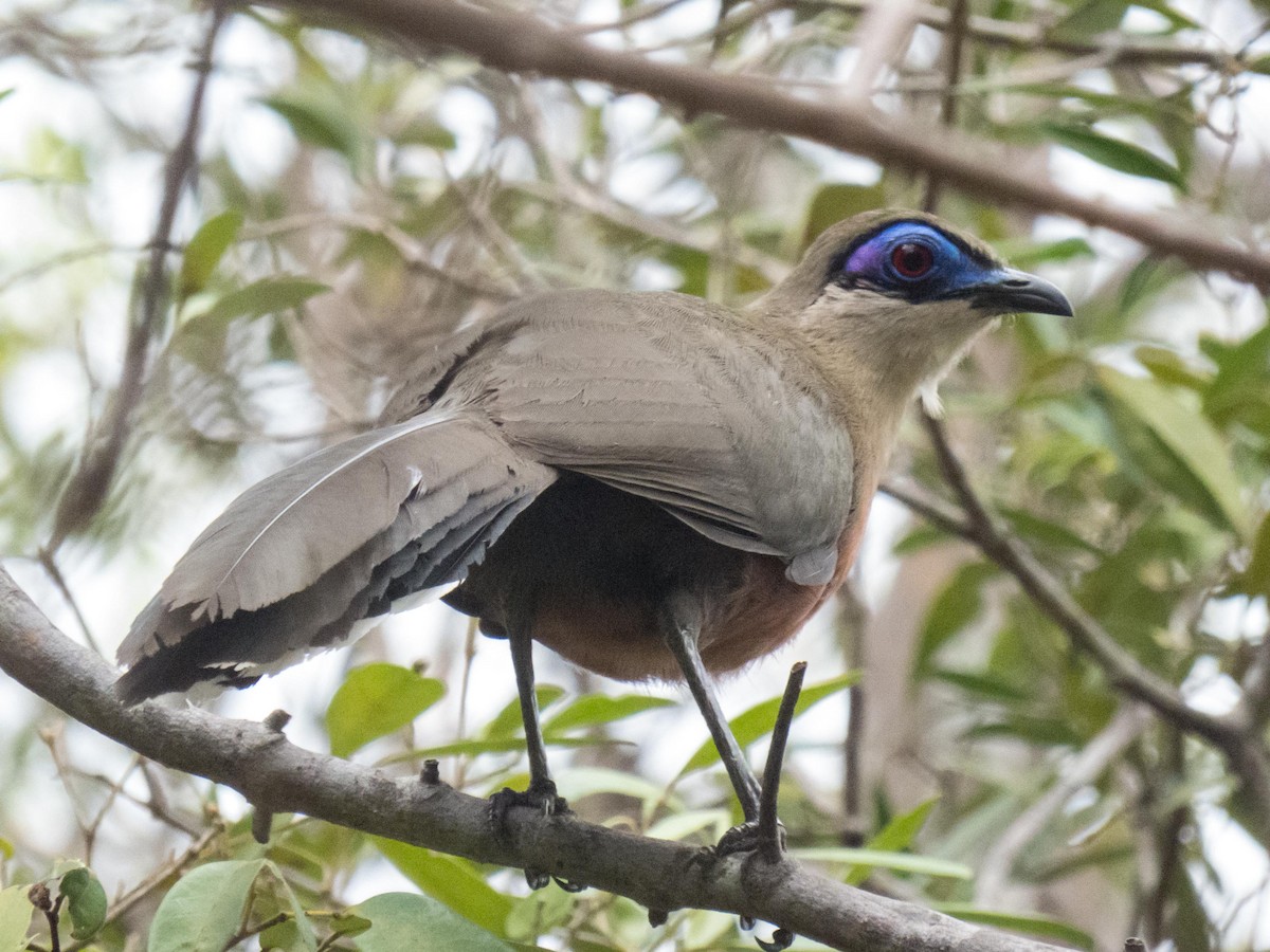 Coua de Coquerel - ML50171451