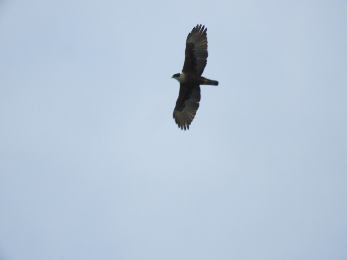 Rufous-bellied Eagle - ML501714641