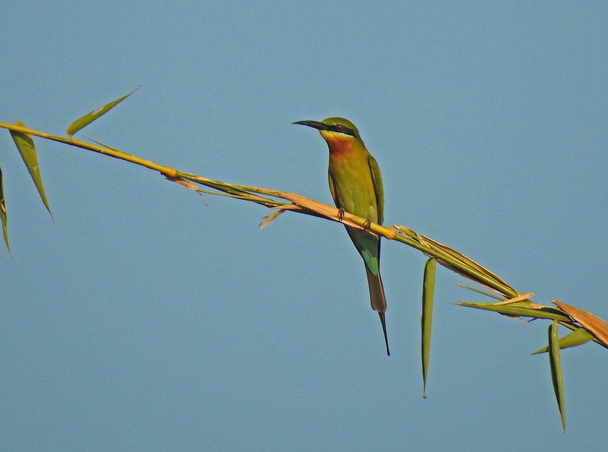 Blue-tailed Bee-eater - ML501715471