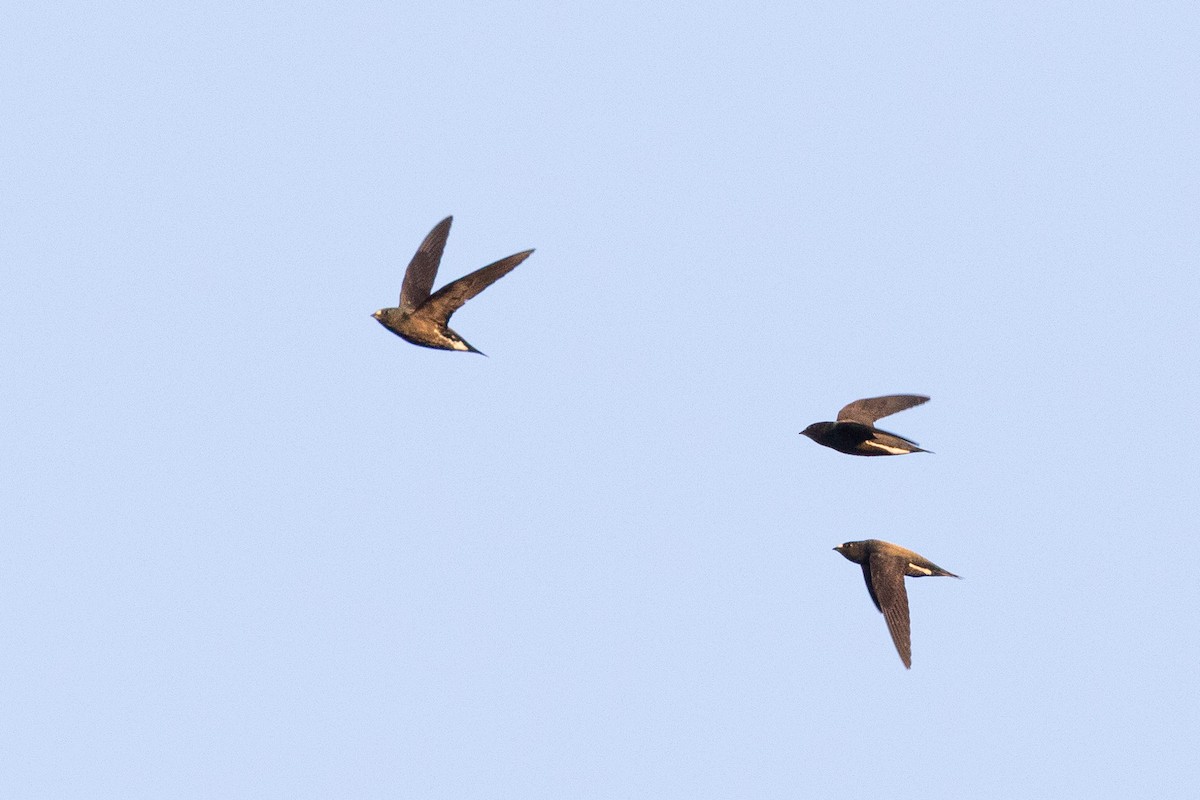 Brown-backed Needletail - ML501716201