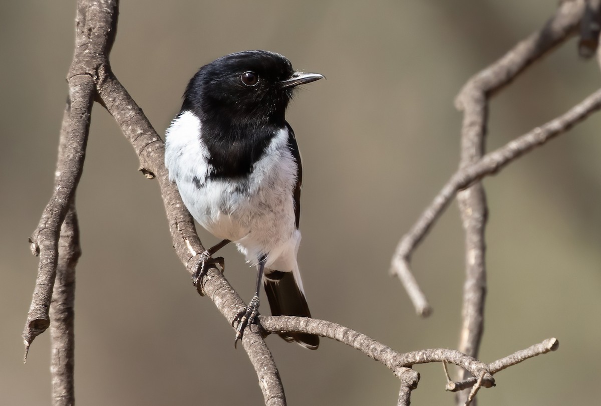 Hooded Robin - ML501717561