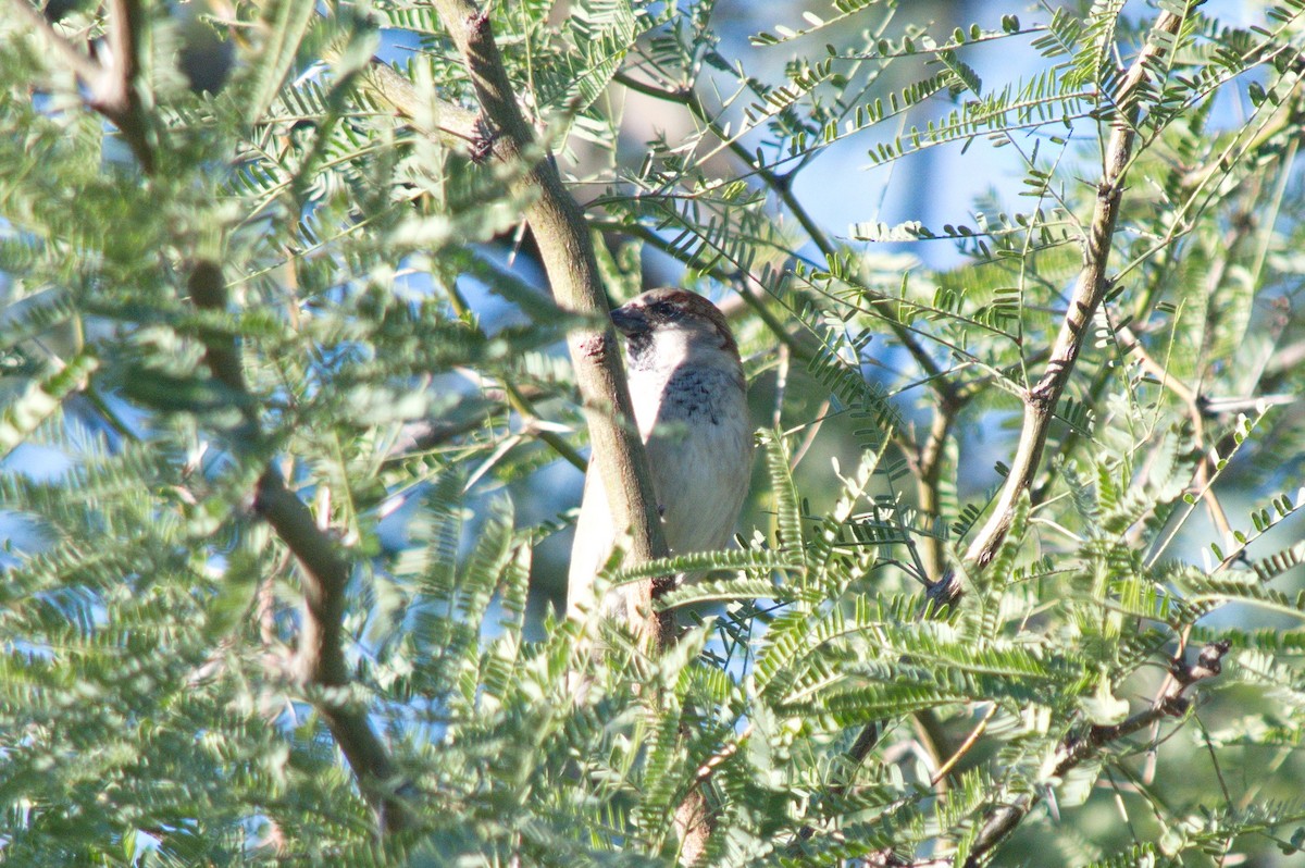 House Sparrow - ML501717681