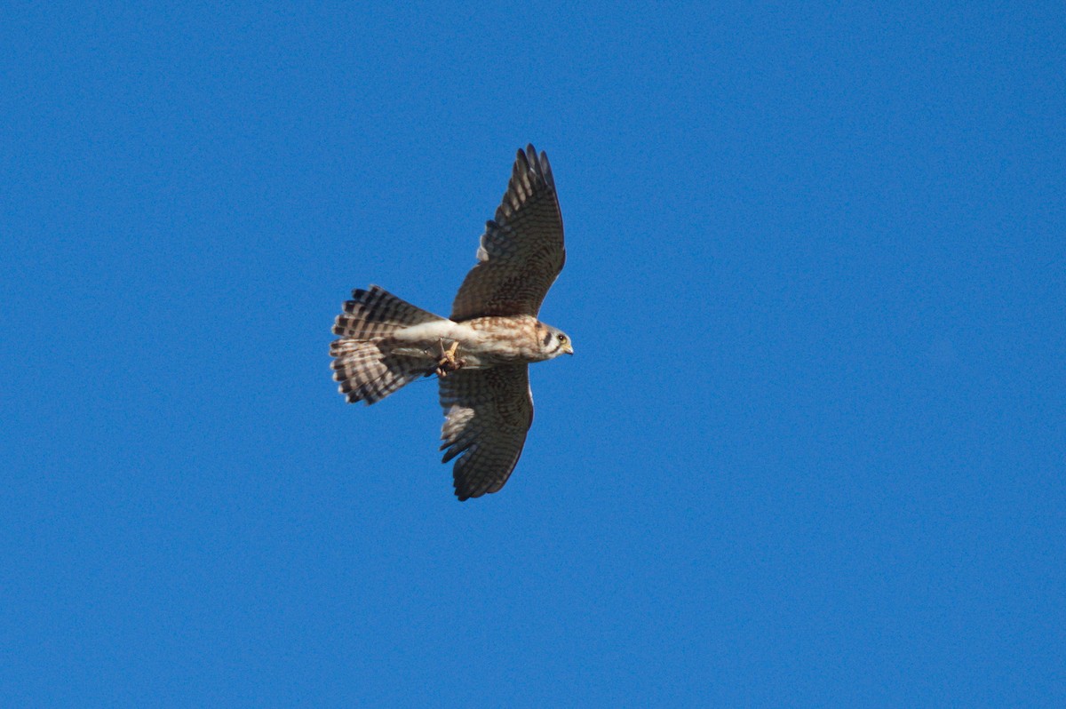 American Kestrel - ML501717711