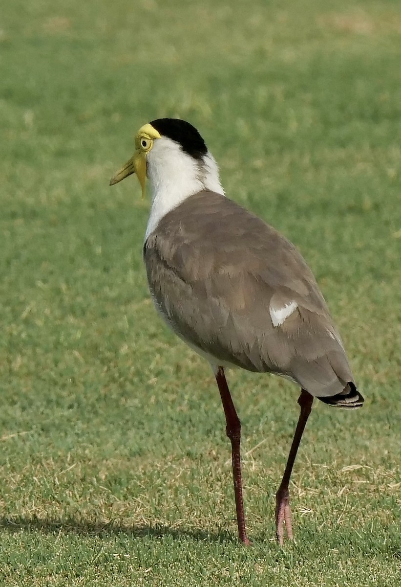 Masked Lapwing - ML501719071