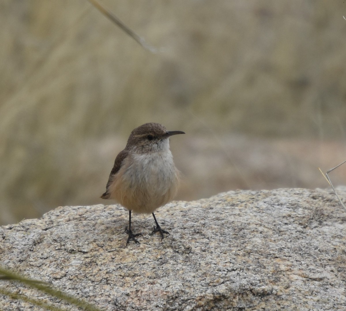 Rock Wren - ML50171911