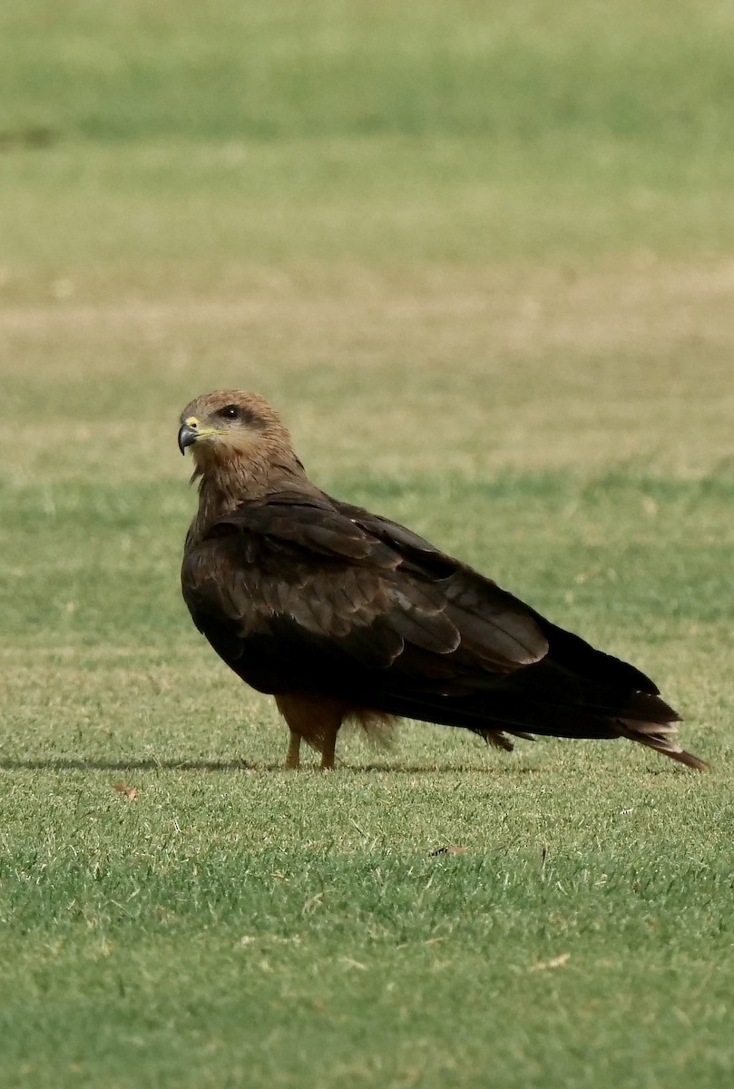 Black Kite - ML501719111