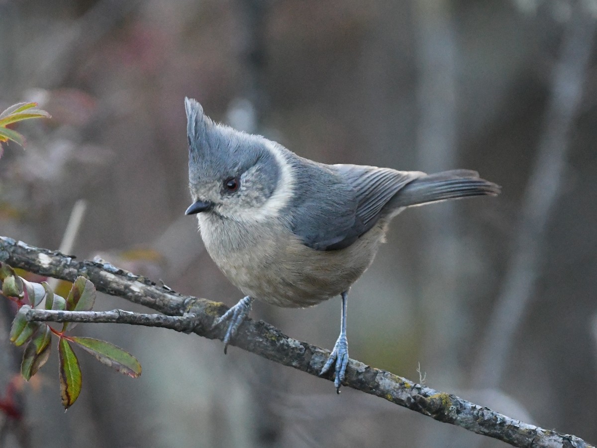 Gray-crested Tit - ML501719531