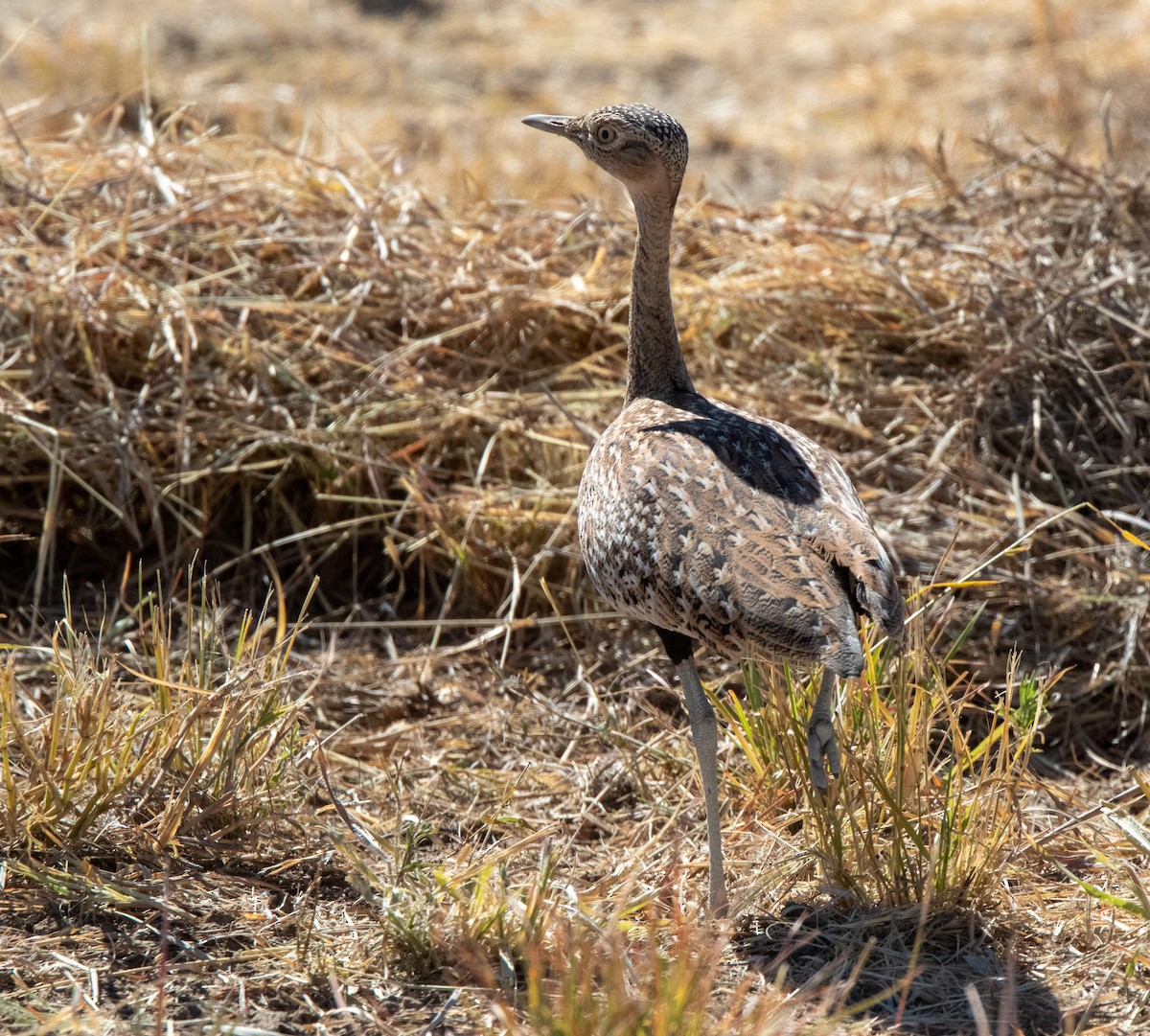 Red-crested Bustard - ML501721601