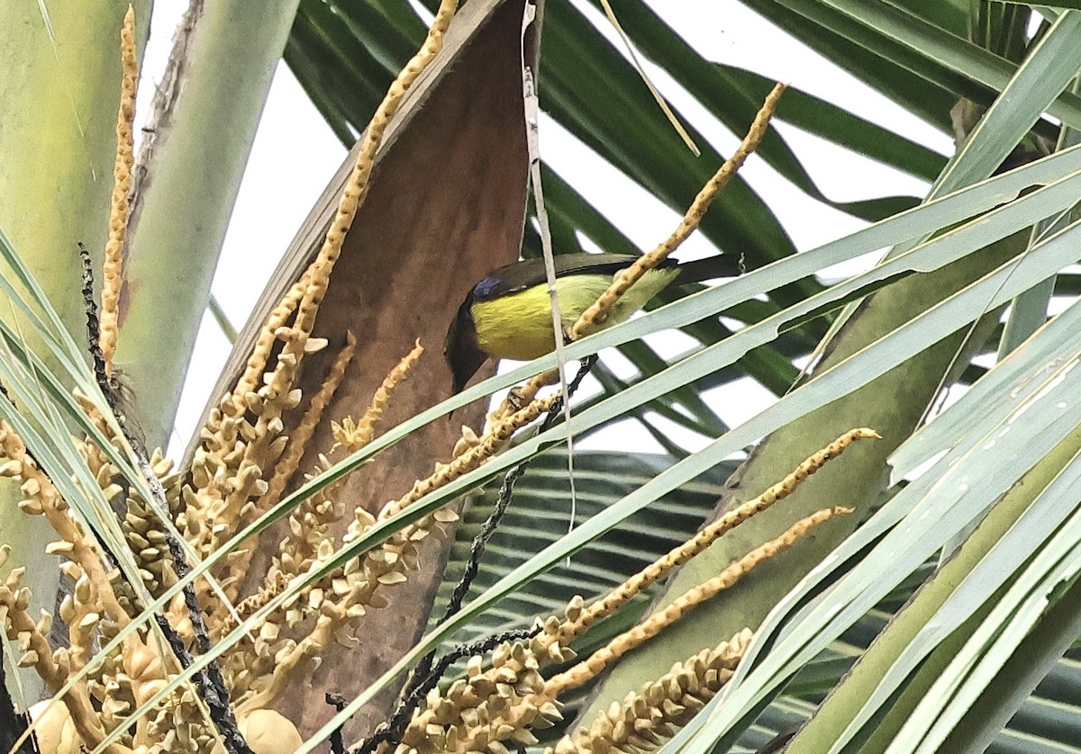 Ornate Sunbird - ML501723201