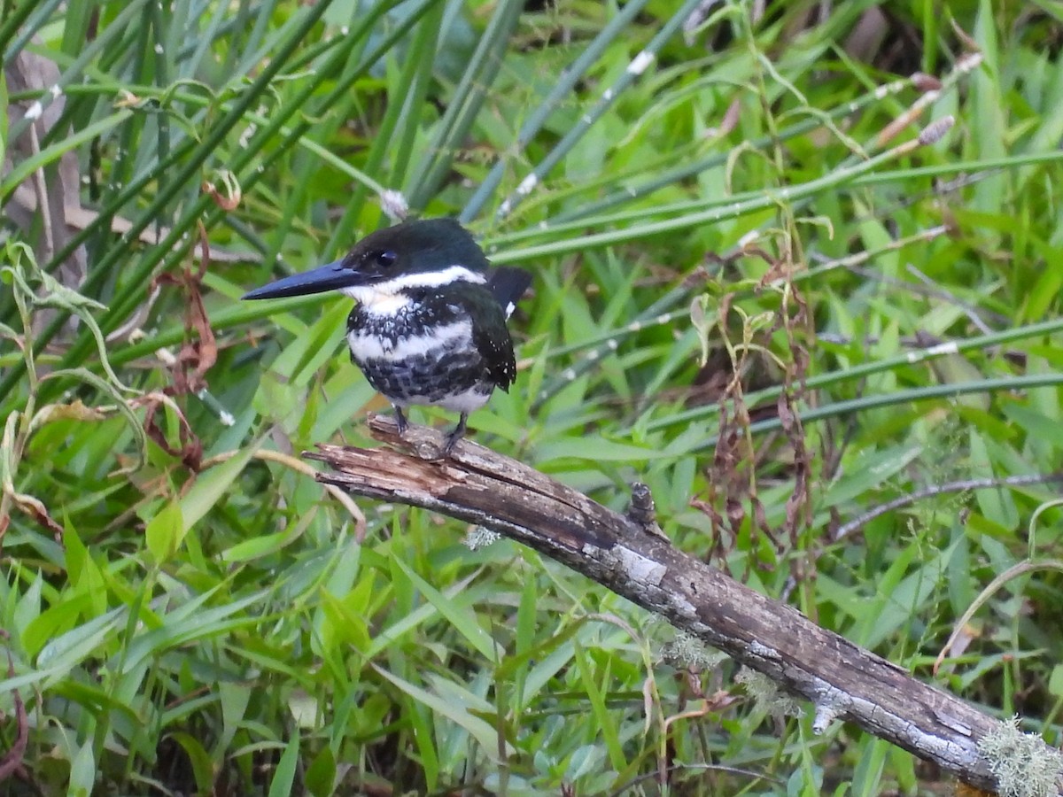 Green Kingfisher - ML501723351