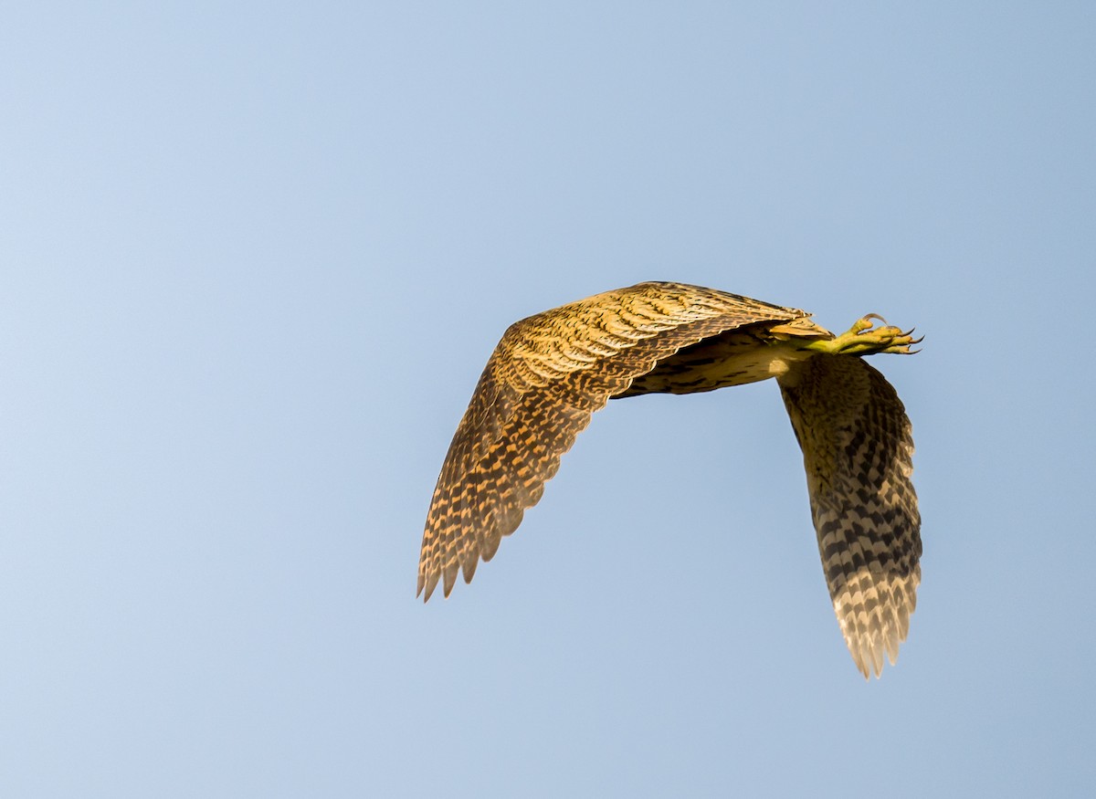 Great Bittern - Kai Pflug