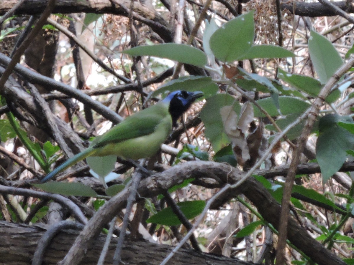 Green Jay - ML50172471