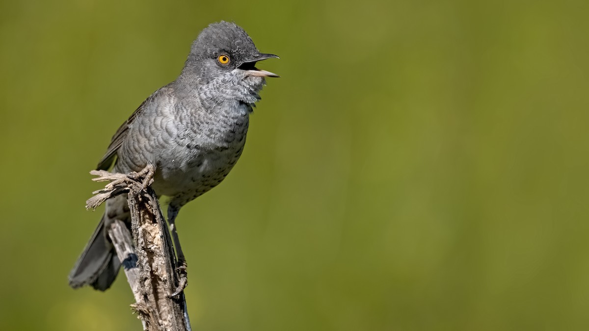 Barred Warbler - ML501725321