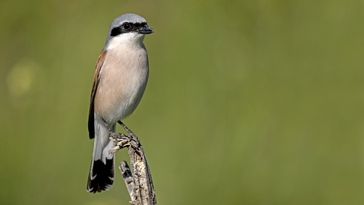 Red-backed Shrike - ML501725361