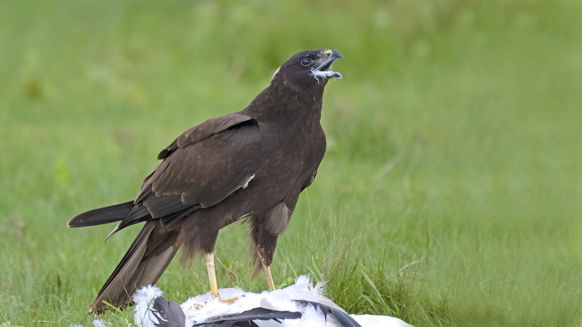 Western Marsh Harrier - ML501725371