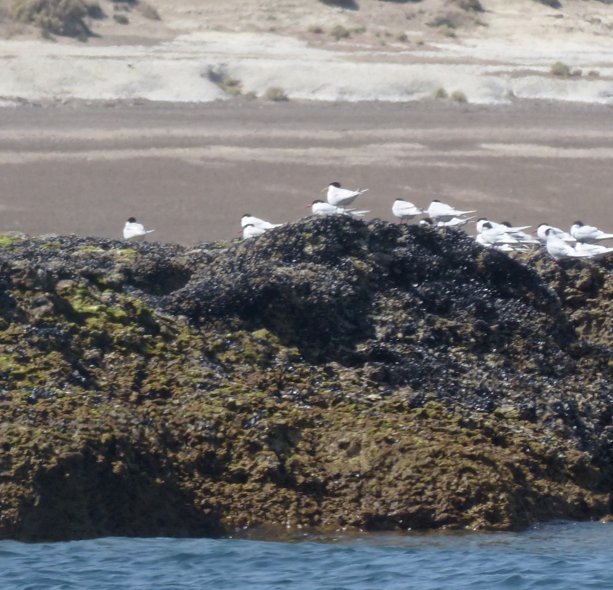 Sandwich Tern - ML501725381