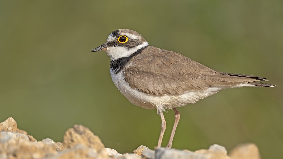 Little Ringed Plover - ML501725391