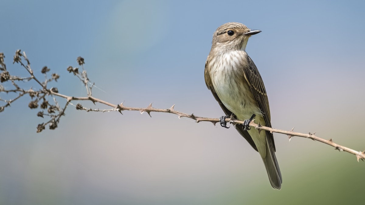 Spotted Flycatcher - ML501725421