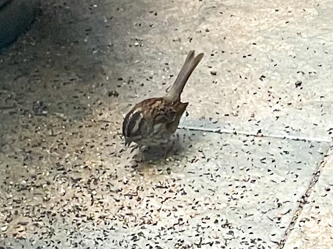 White-throated Sparrow - Randy Ehler