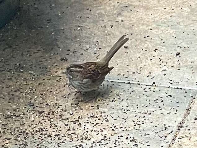 White-throated Sparrow - Randy Ehler