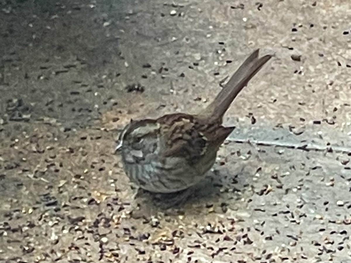 White-throated Sparrow - Randy Ehler