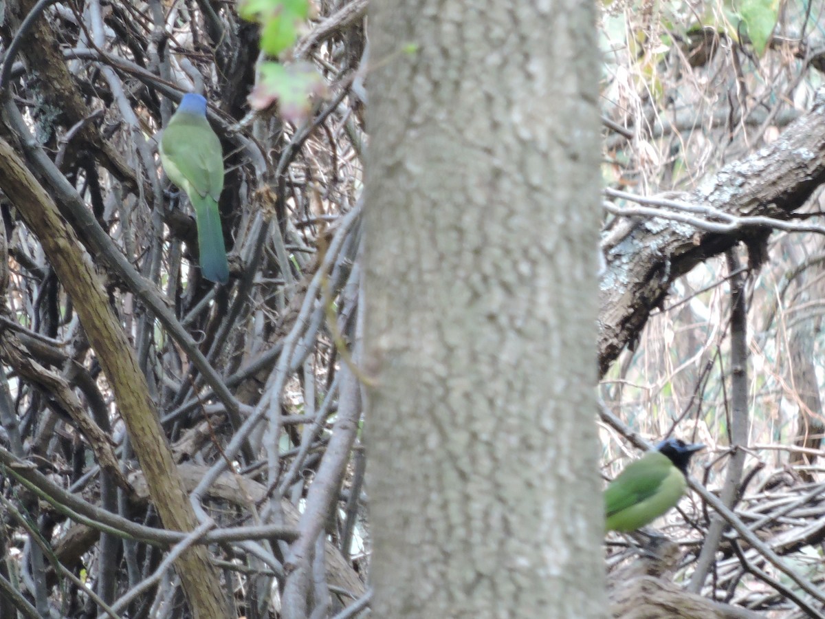 Green Jay - ML50172571