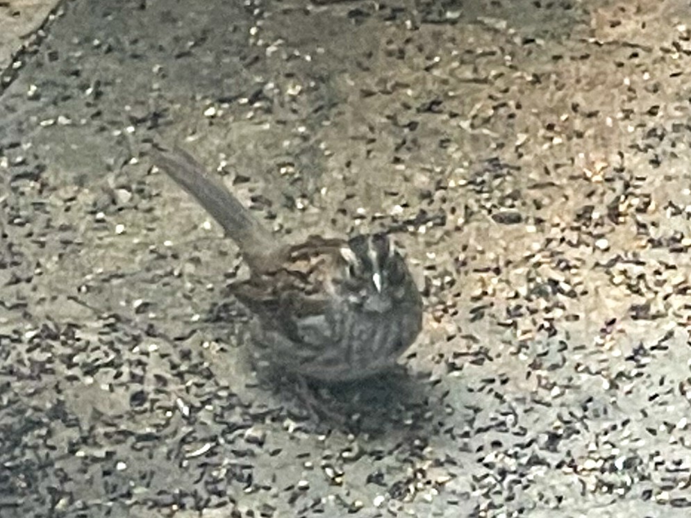 White-throated Sparrow - ML501725711