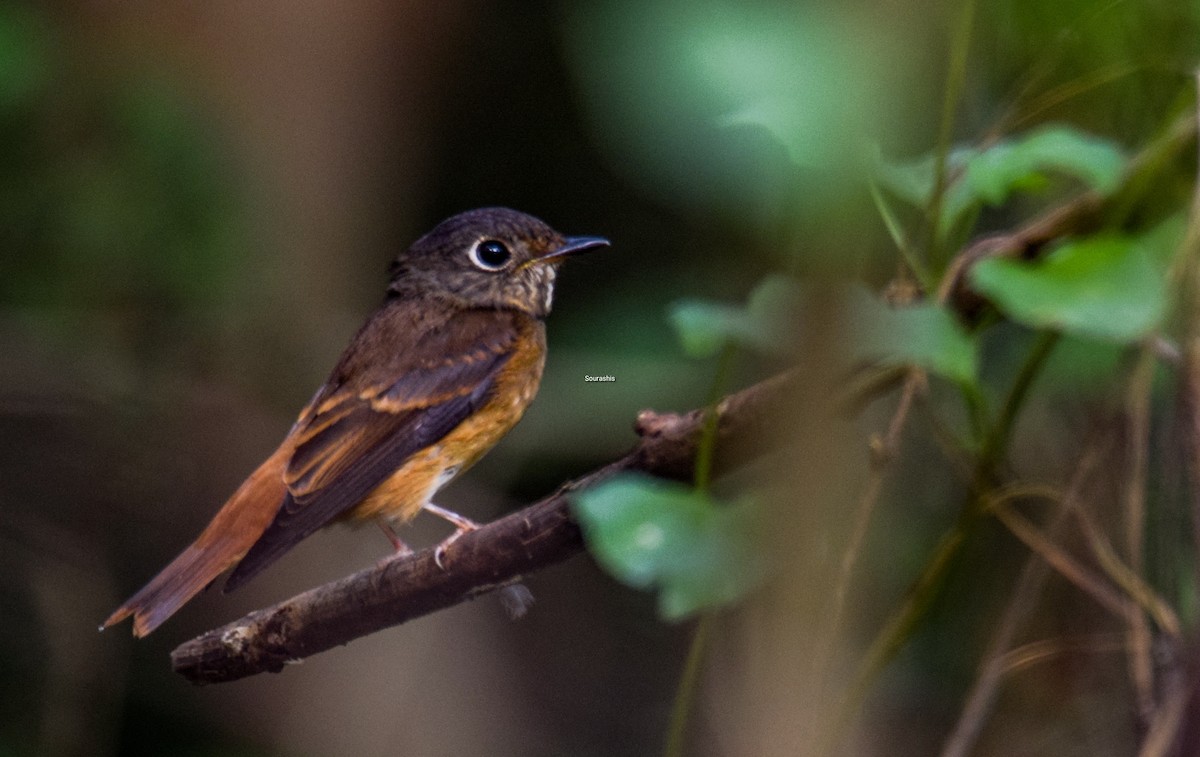 Ferruginous Flycatcher - ML501725921