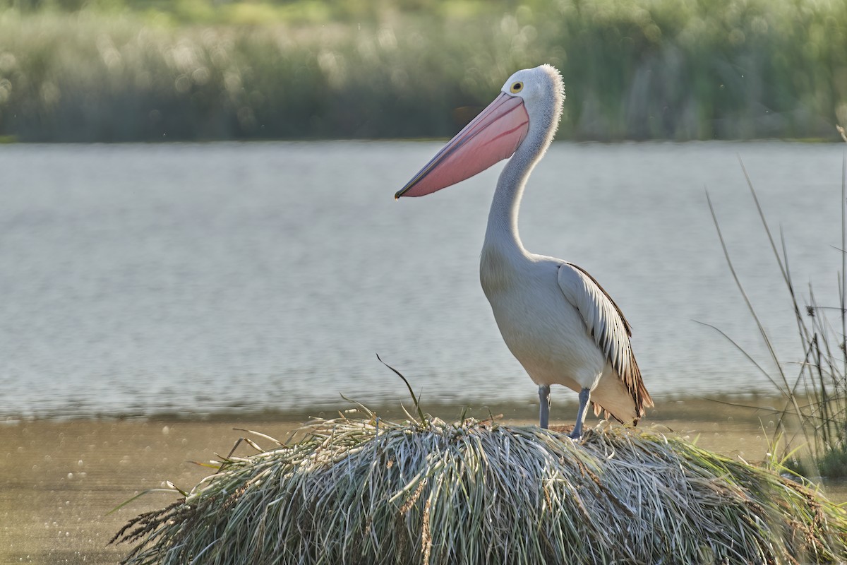 Australian Pelican - Bill O’Brien