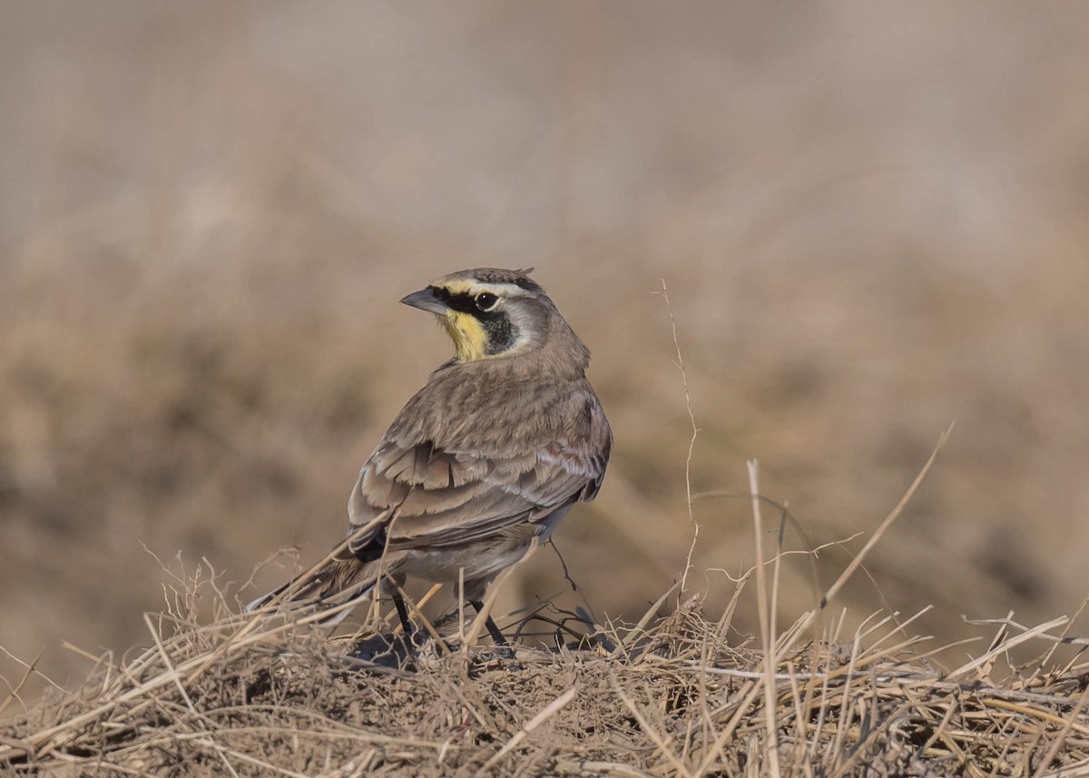 Horned Lark - ML501727371