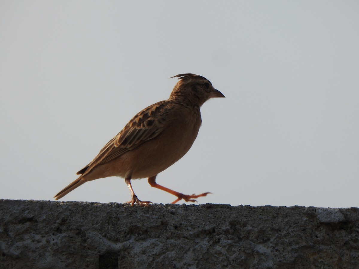 Tawny Lark - Arulvelan Thillainayagam