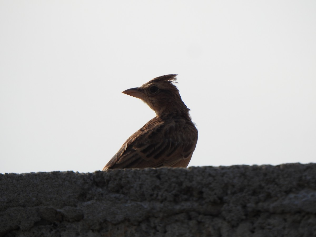 Tawny Lark - Arulvelan Thillainayagam