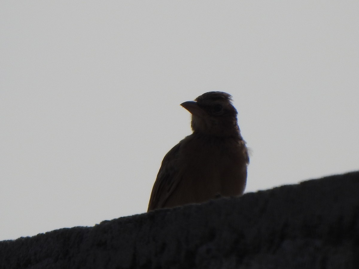 Tawny Lark - Arulvelan Thillainayagam