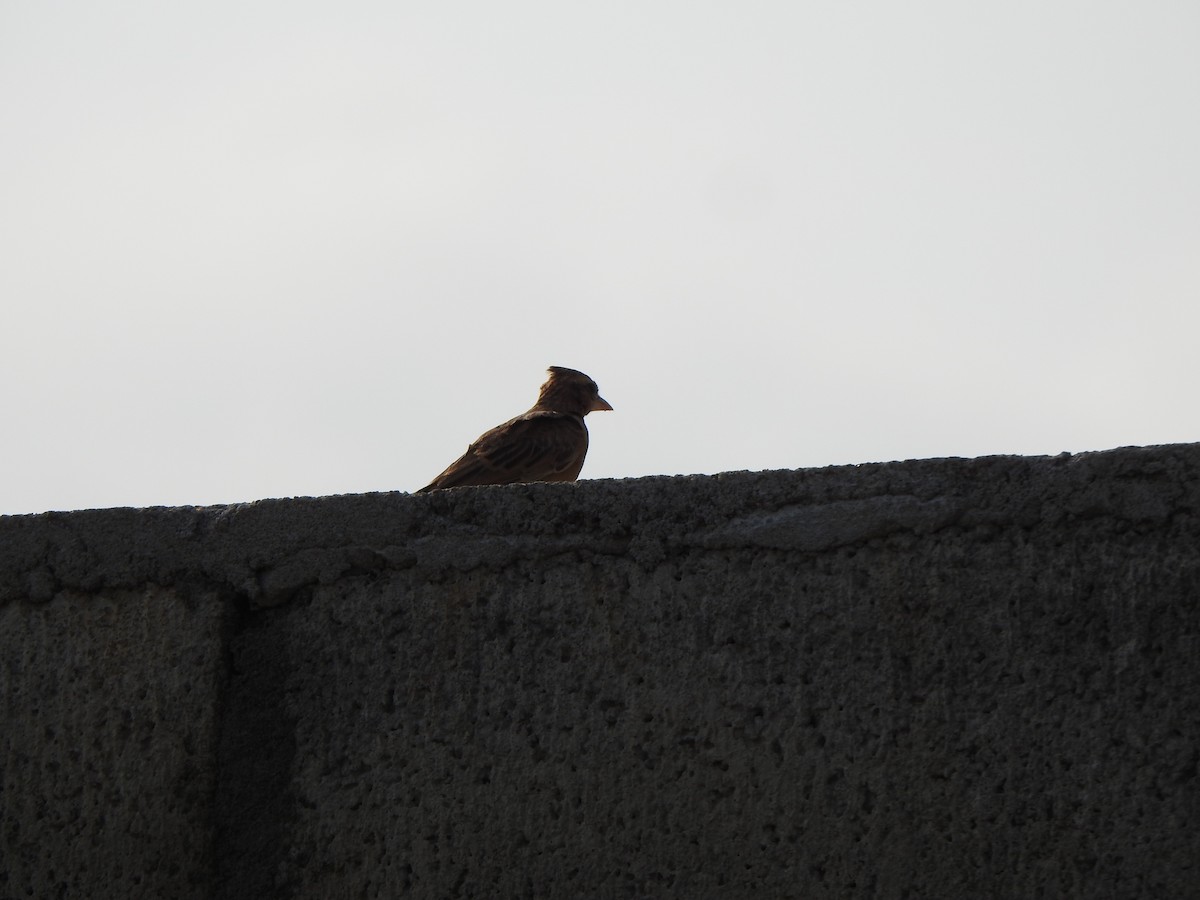 Tawny Lark - Arulvelan Thillainayagam