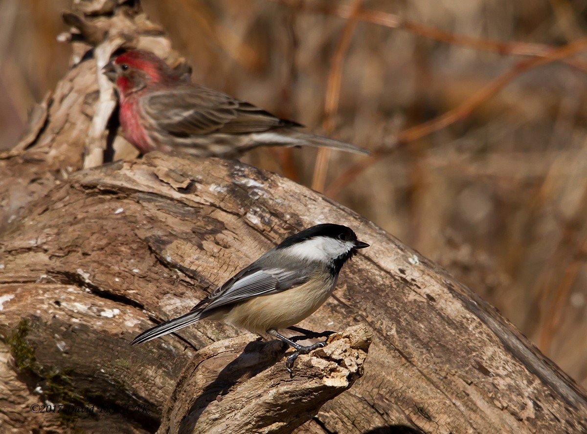 Black-capped Chickadee - ML50172811