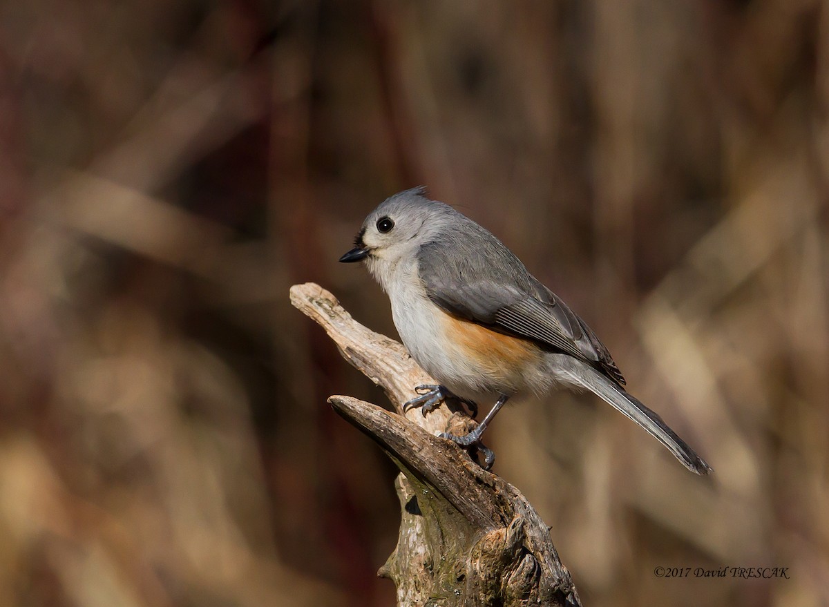 Tufted Titmouse - ML50172871