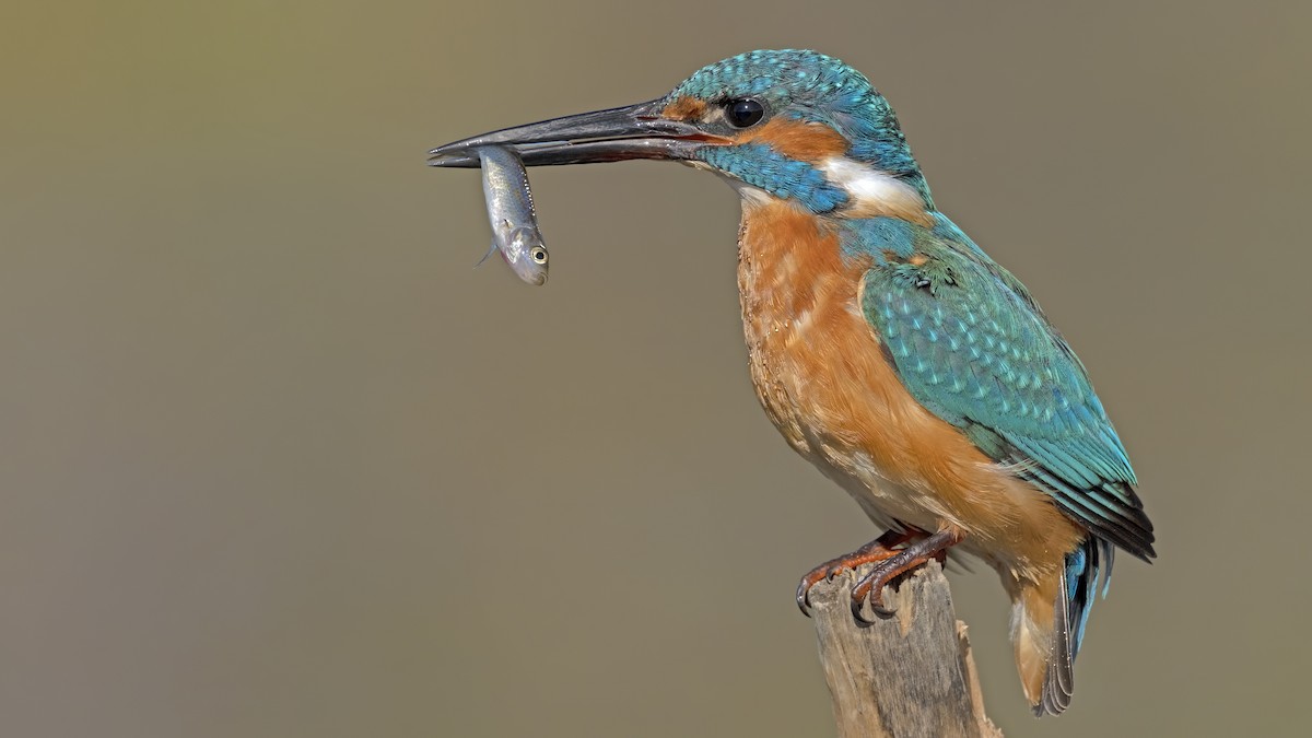 Common Kingfisher - ML501728951