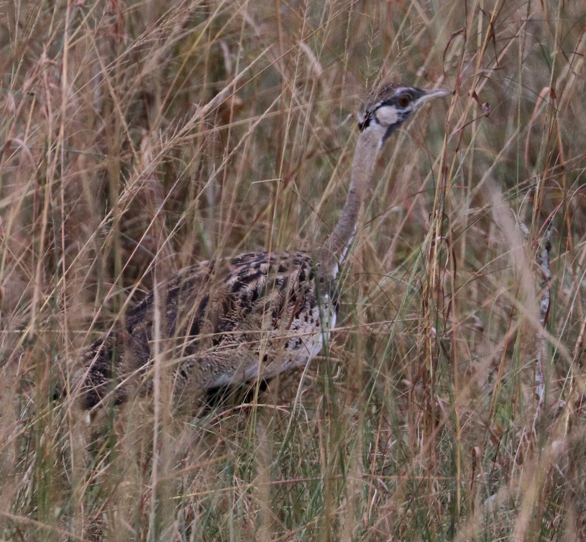 Black-bellied Bustard - Dmitrii Travin