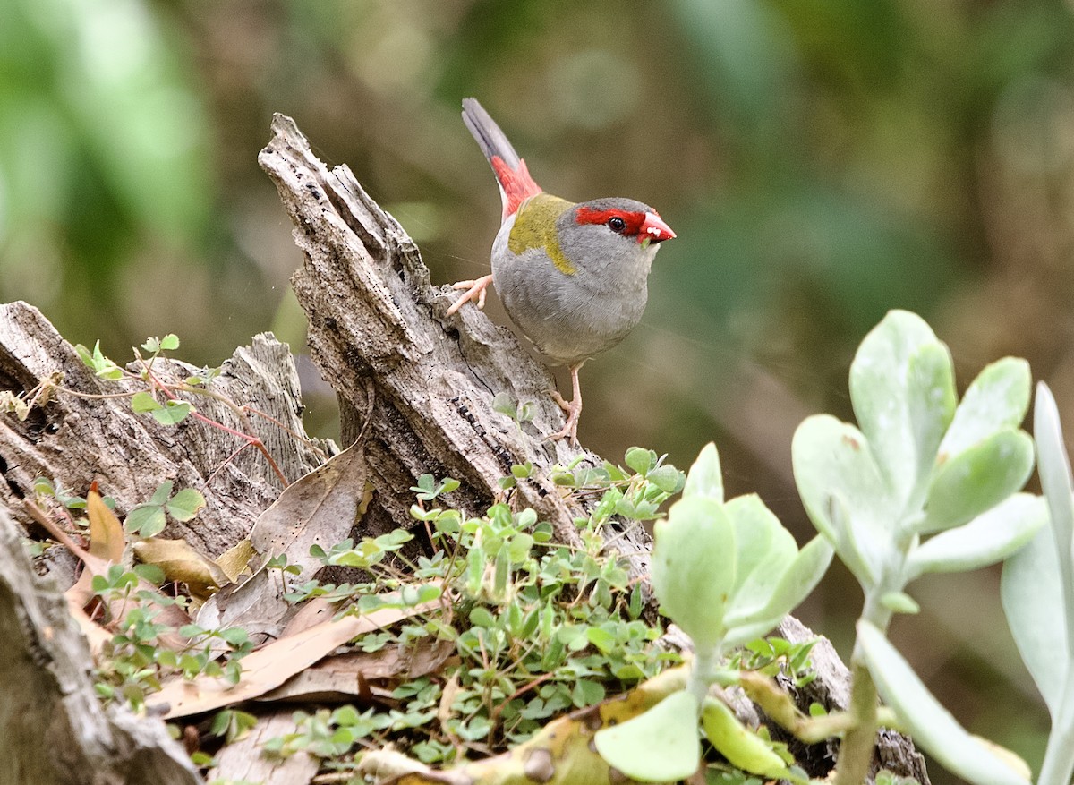 Red-browed Firetail - ML501731131