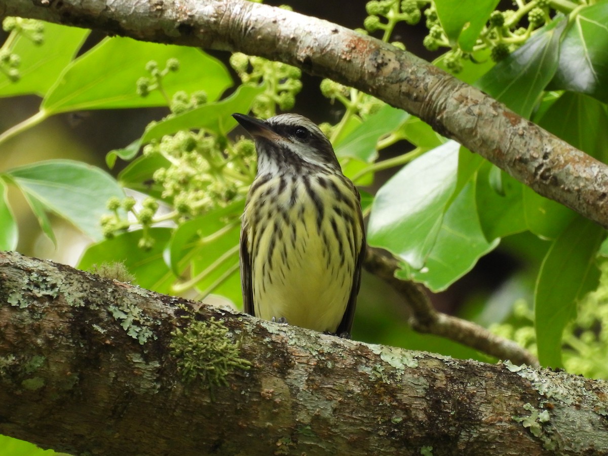 Sulphur-bellied Flycatcher - ML501731621