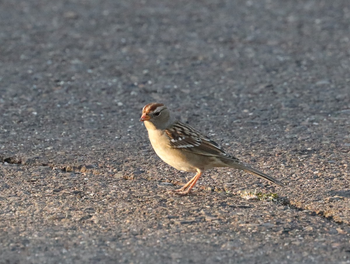 White-crowned Sparrow - Ian Thompson