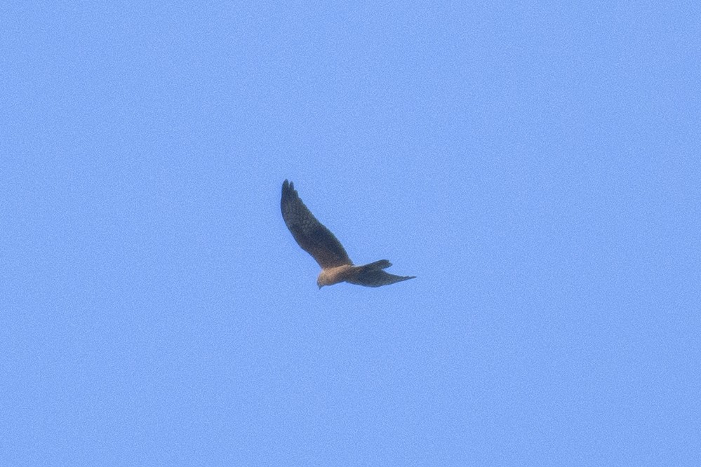 Pallid Harrier - Sujeesh P