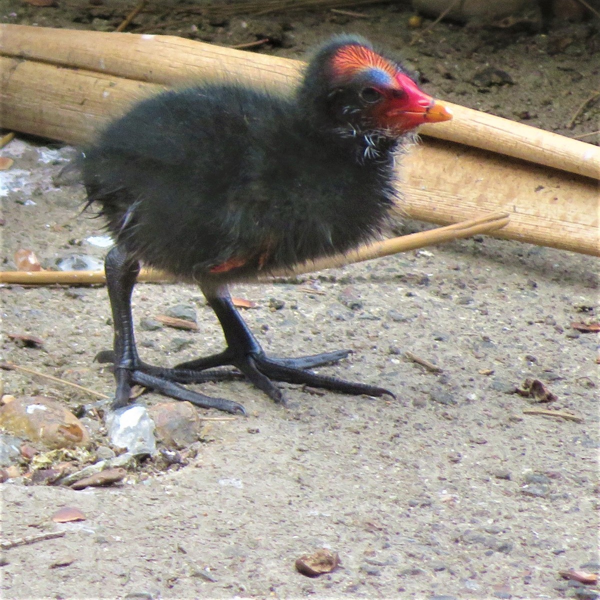 Dusky Moorhen - ML501732681