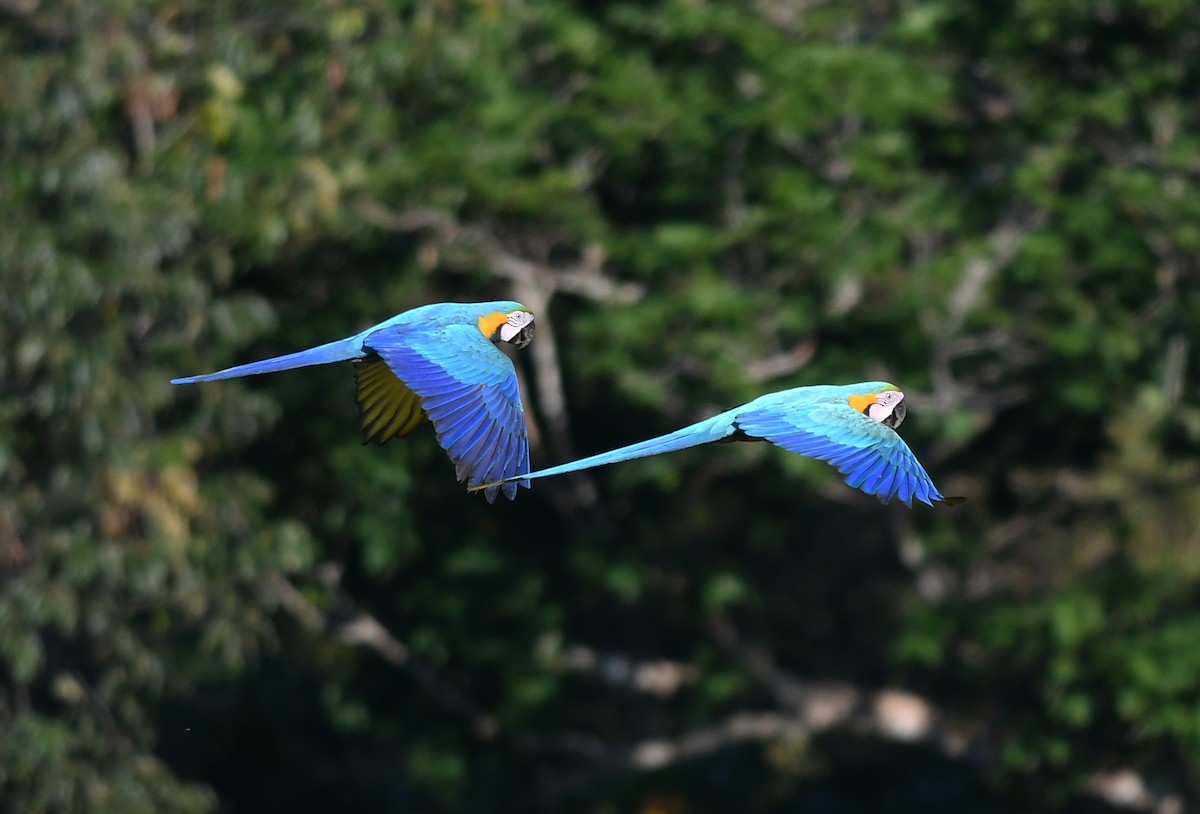 Blue-and-yellow Macaw - Joshua Vandermeulen