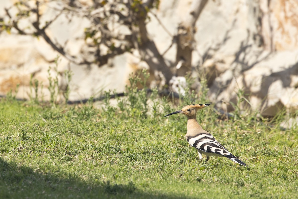 Eurasian Hoopoe - Piet Grasmaijer