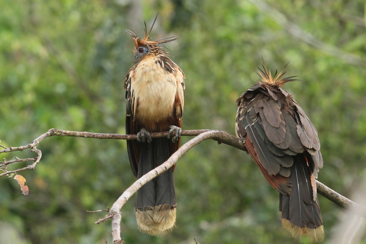 Hoatzin - Vincent Rufray